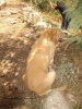 chien.JPG